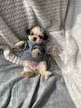 Shihtzu excelente qualidade