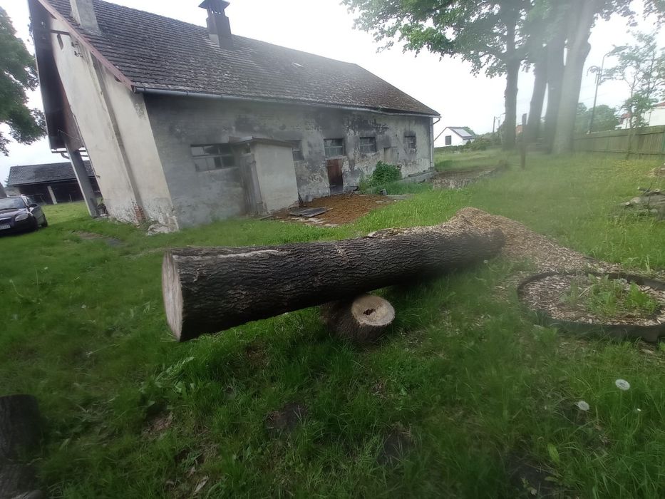 Kloda jesiona...