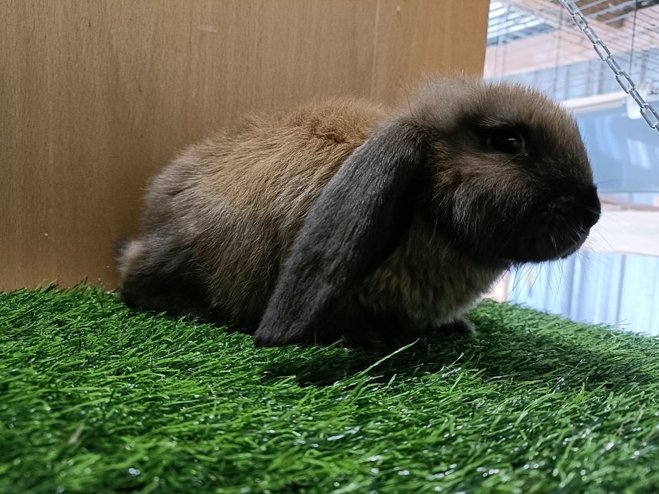 Baran francuski magadaskar samica