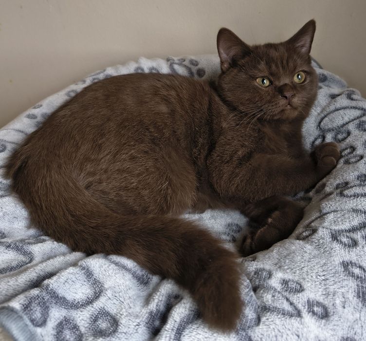 Cudowny kocurek brytyjski czekoladowy - rodowód FPL/FIFE