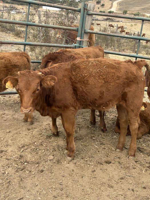 Bezzeras 5 e7 machos 6 meses  em biologico