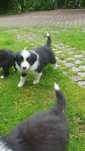 Border Collie szczeniak suczka