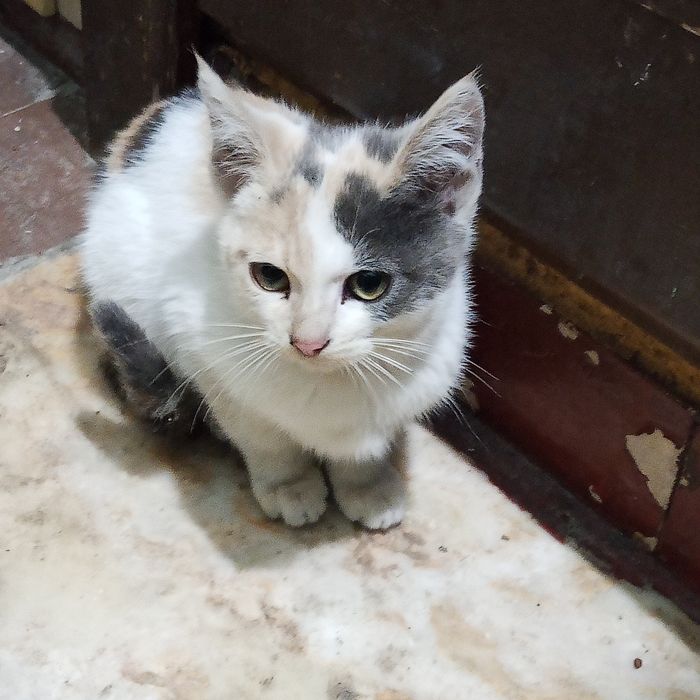 Кошенята шукають люблячих господарів