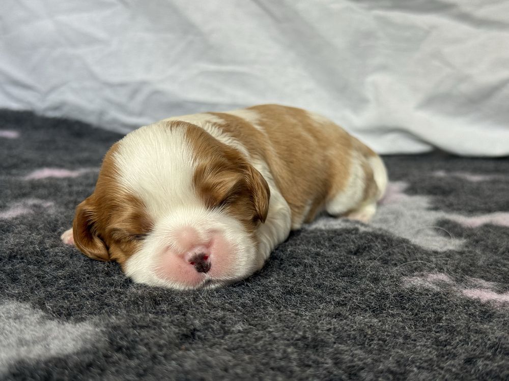 Wolny chłopczyk Cavalier king charles spaniel FCI ZKwP