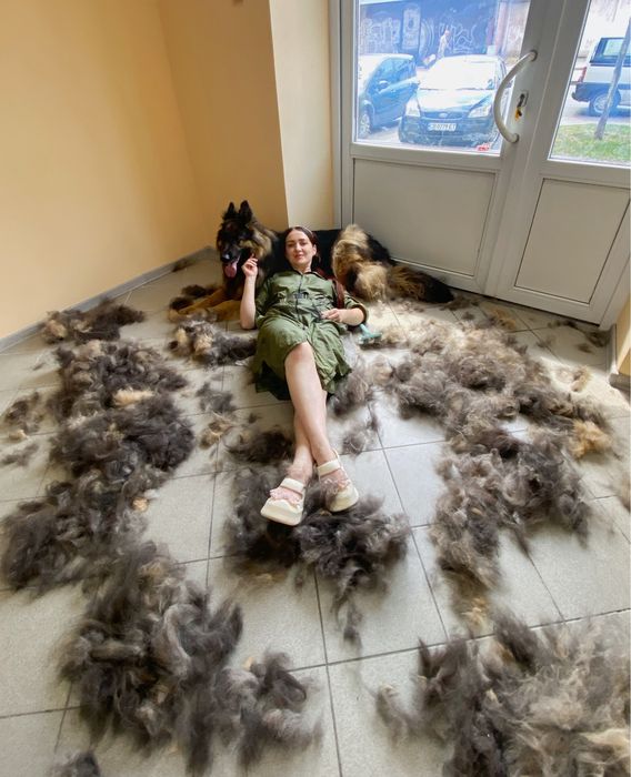 Грумінг великих порід собак