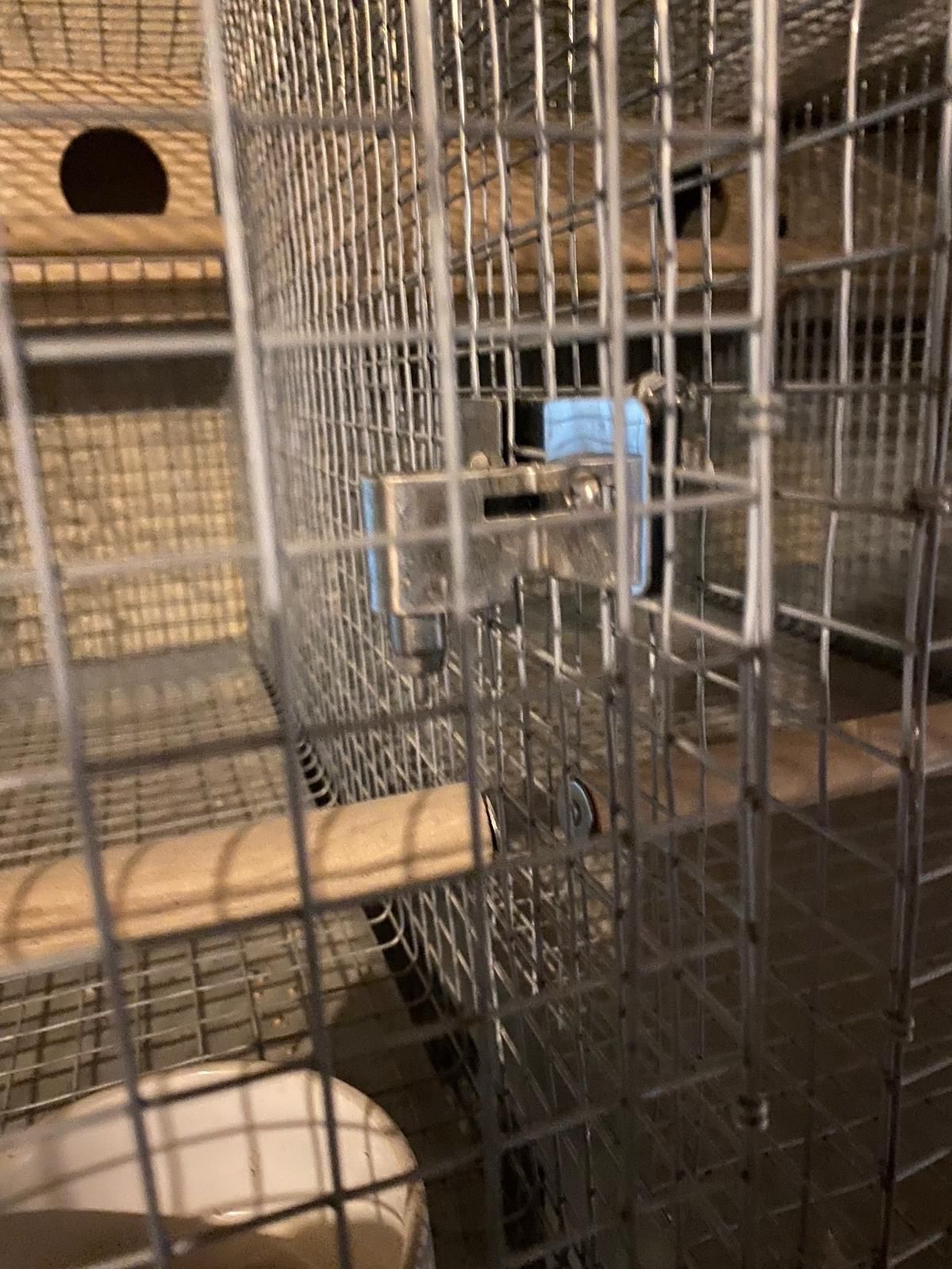 Gaiolas criação agapornis novas