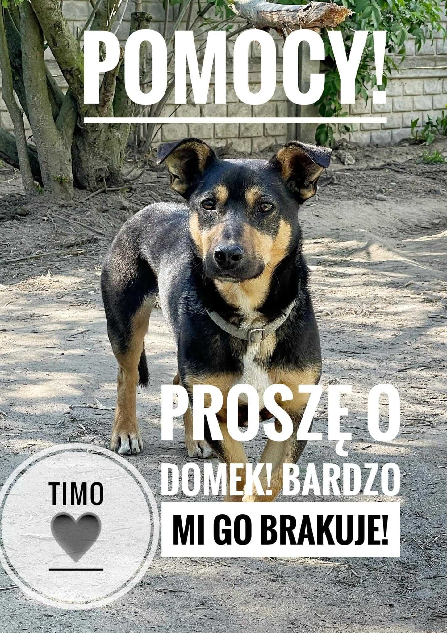 Timo-cudny kundelek, który czeka na swój dom!