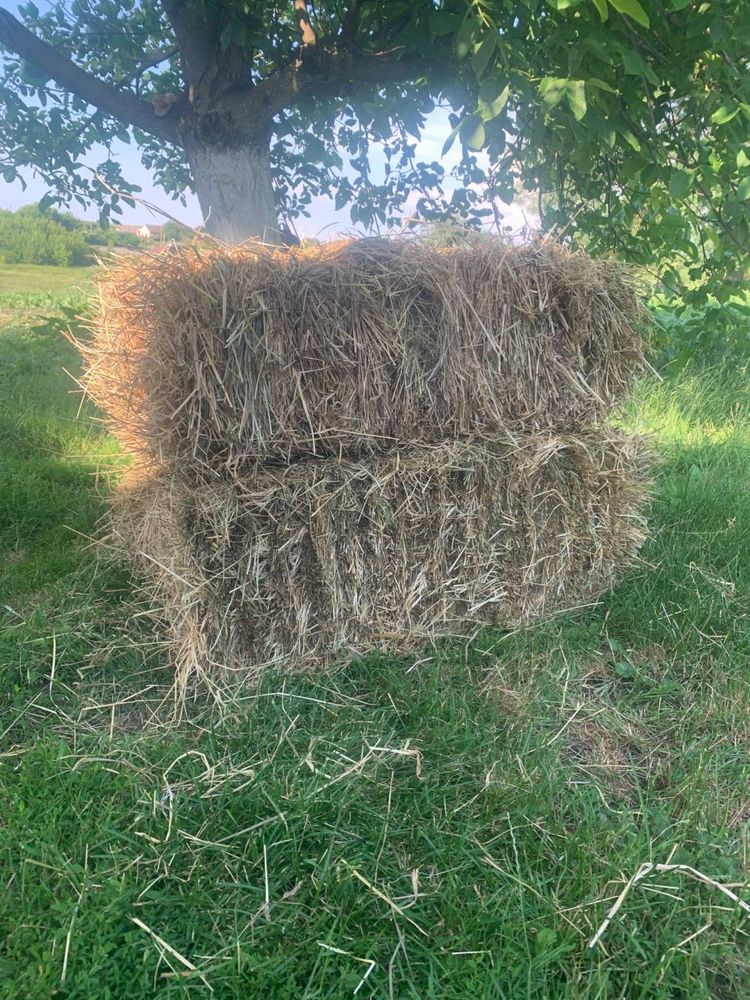 Продам Сіно берегове