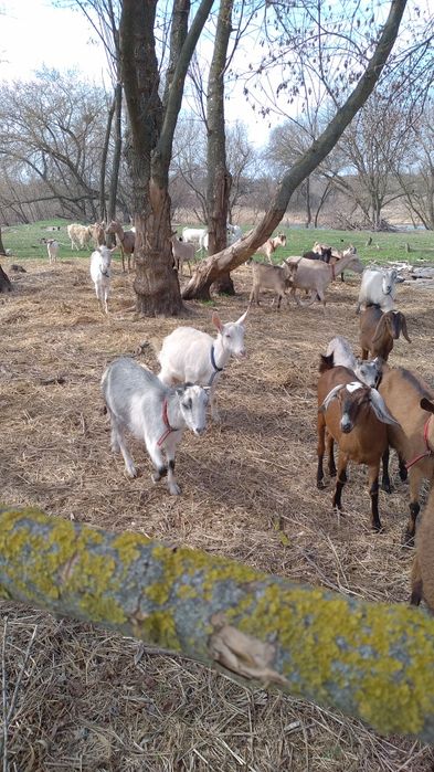 Кози Сімейна ферма.Розведення,утримання,продажа.