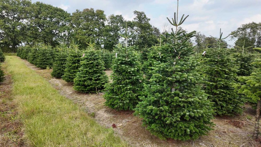 Jodła kaukaska cięta 175-200 ChoinkiPrima.pl FB