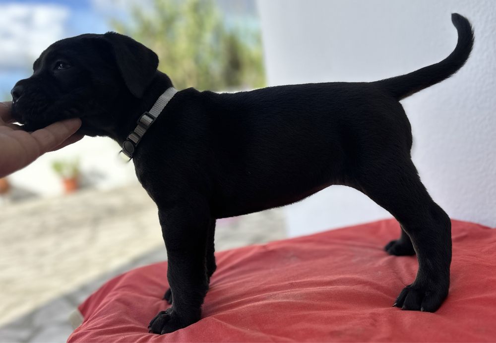 Cane Corso Italiano