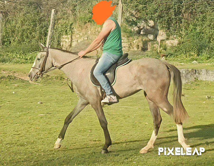 Vendo Poldra 3 anos