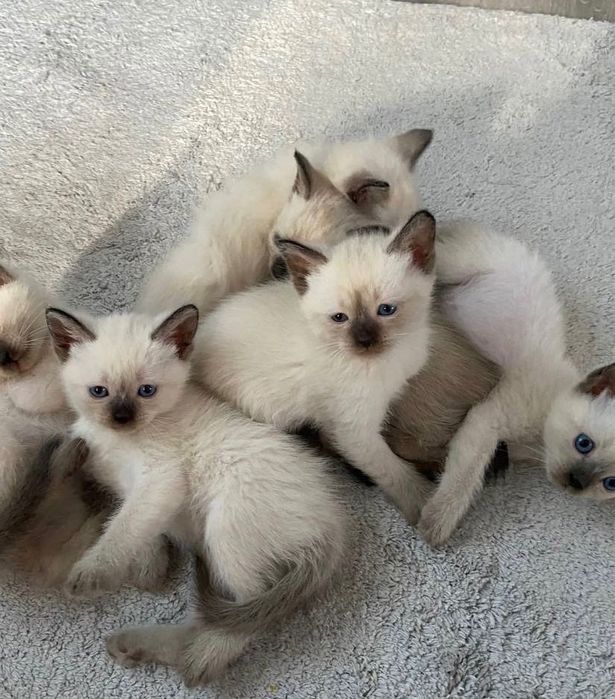 сіамські кошенята