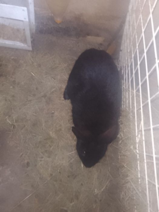 Продам кроля вік 7  місяців полтавське срібло готовий до роботи