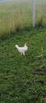 Kogutki leghorn 2 szt.
