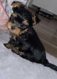 Yorkshire terrier piesek