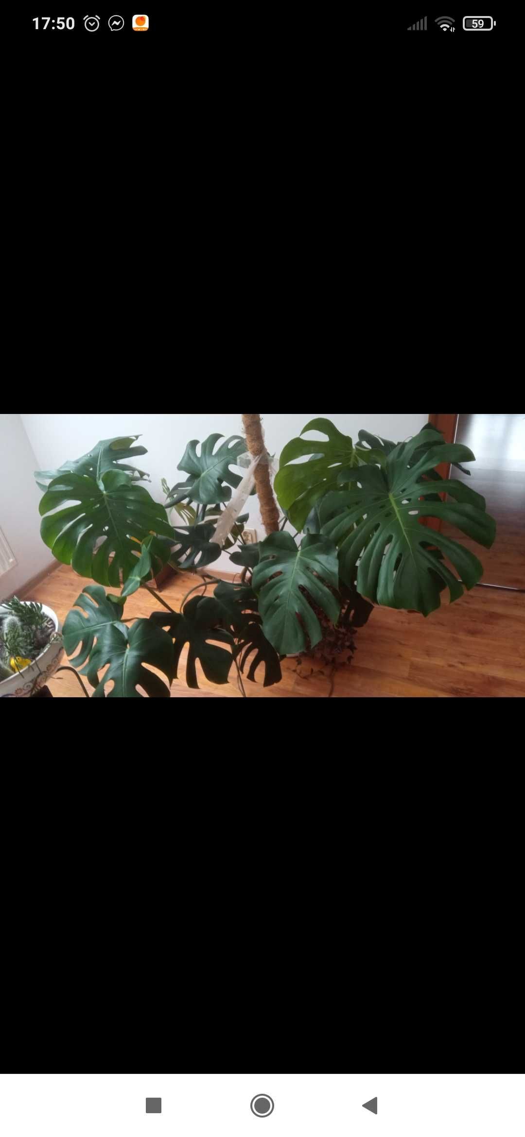 Monstera deliciosa Big form.