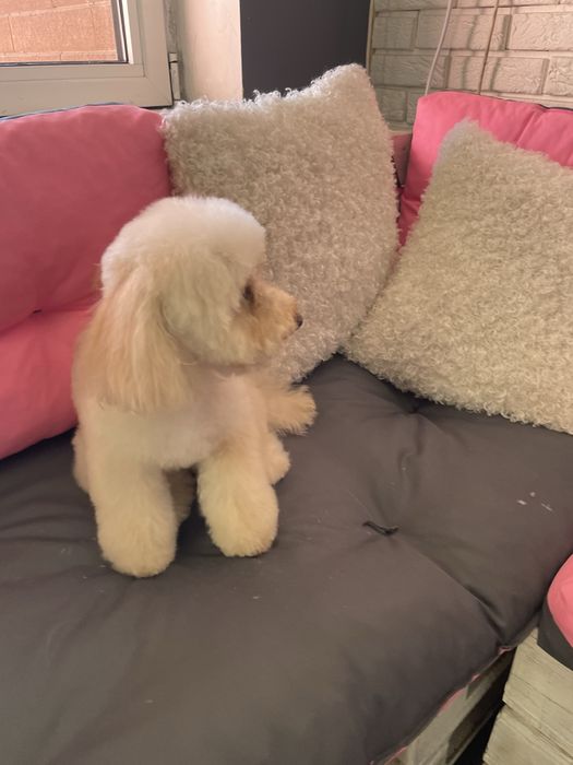 Грумінг мальтіпу