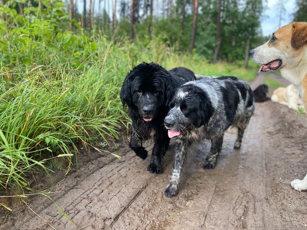 Rumba suczka, miks golden retriver z nowofunland, oddam