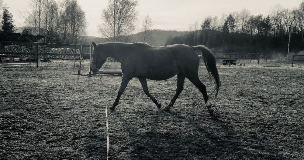 Klacz ze zrebakiem po Flawiuszu