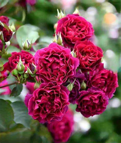 Розы японской селекции, более 20 сортов