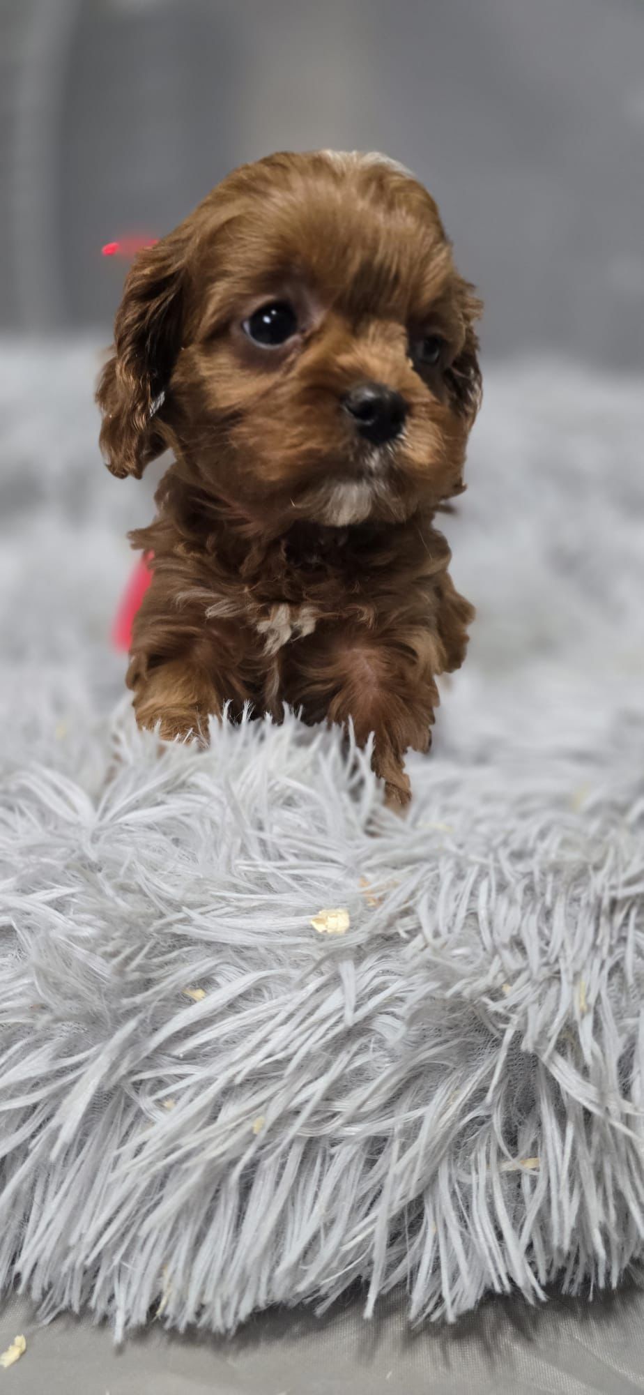 Bardzo ciemna Cavapoo RODOWÓD Badania genetyczne BIOSENSOR szkolenie