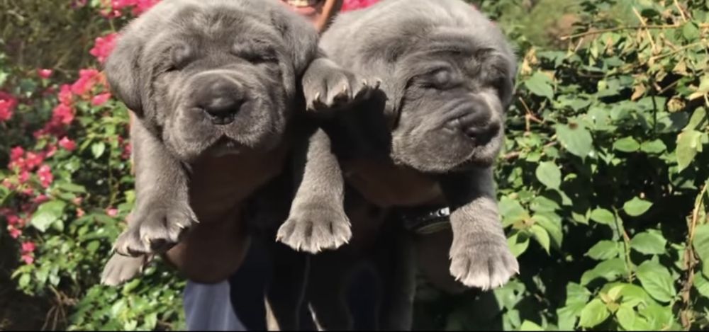 Елітні щеночки Cane corso-від офіційного розплідника)