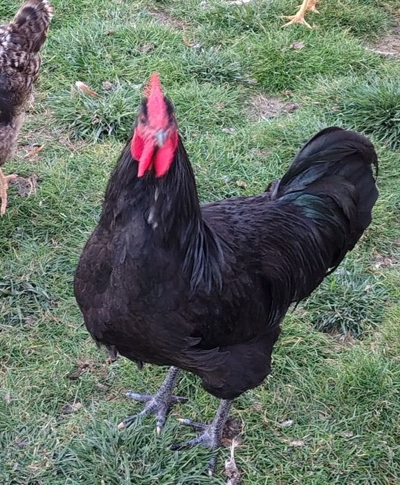 Kury nioski, Australorp, green Shell,