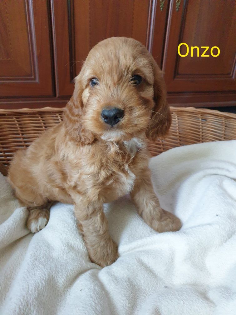 Cockapoo. Piesek Onzo.