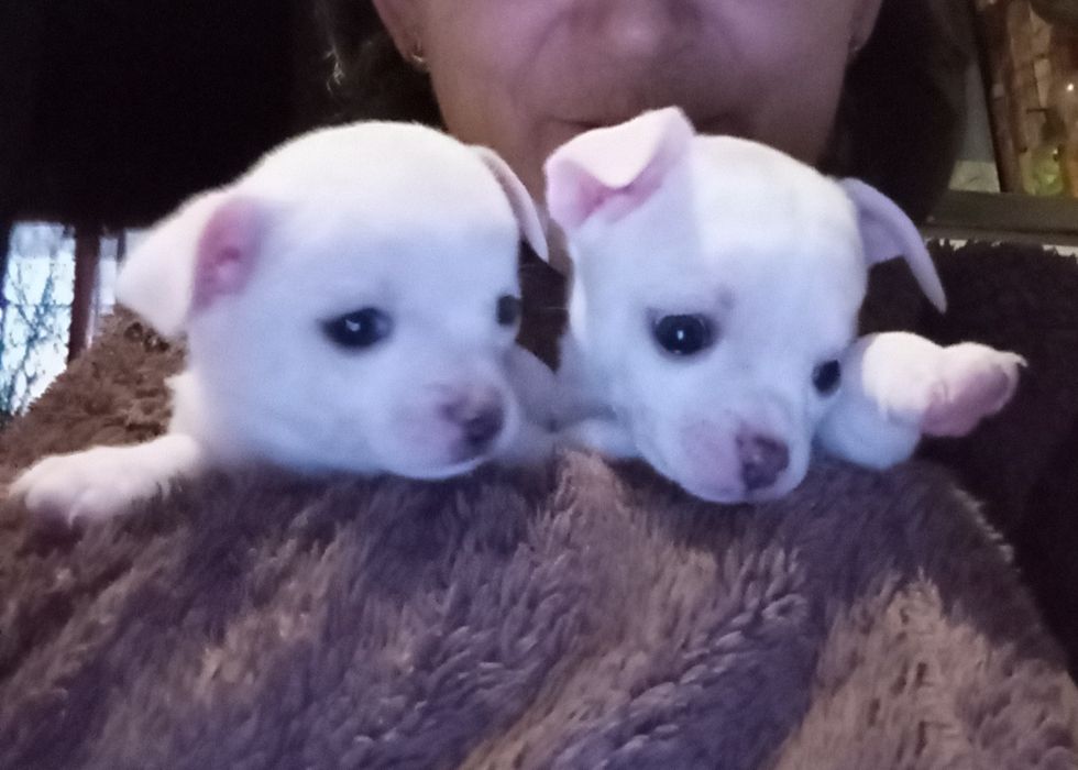 Щенки Чихуахуа - найкращий подарунок.