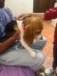 Beagle femea tricolor 4 meses