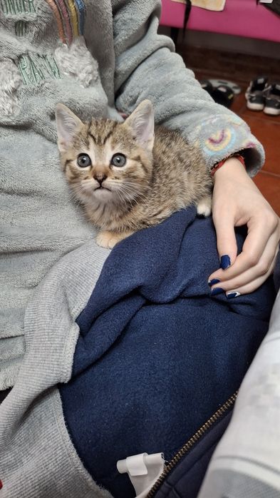 Dá-se gatinhos bebes