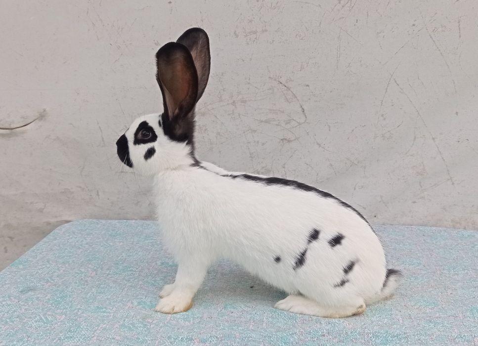 Німецький строкач