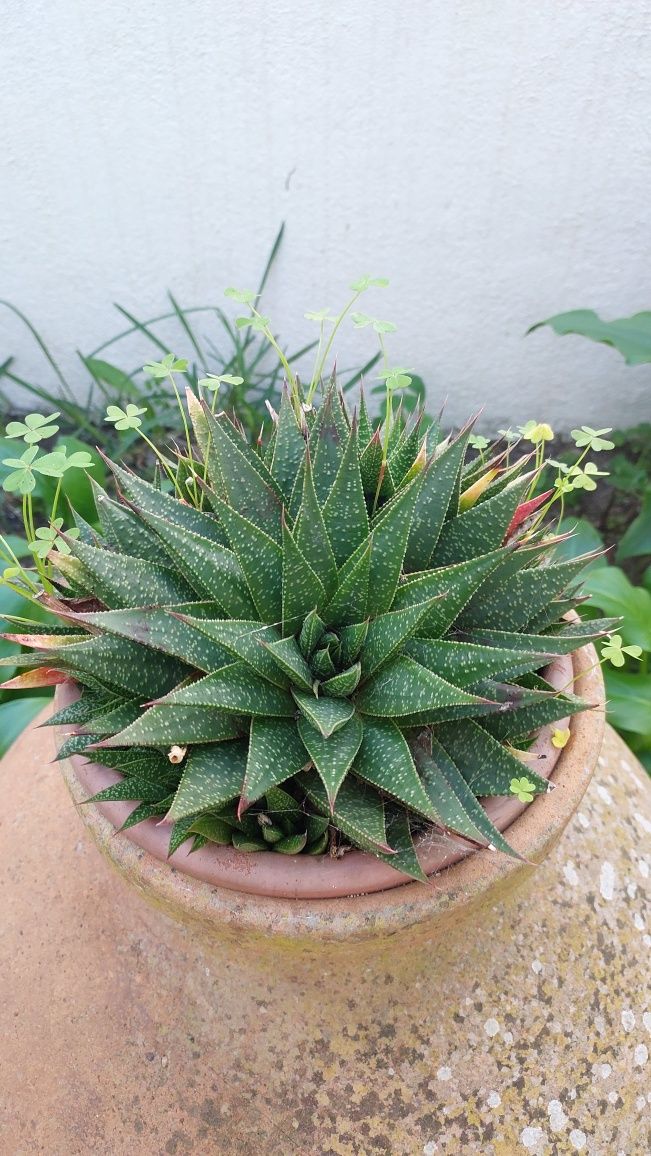 Flores vaso  médio