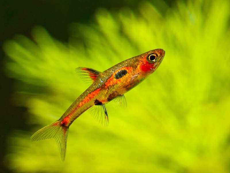 Razbora merah - Boraras merah - Rasbora - dowóz, wysyłka