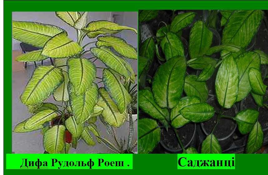 Шефлера Дифенбахія Санхеція Кімнатні рослини квіти
