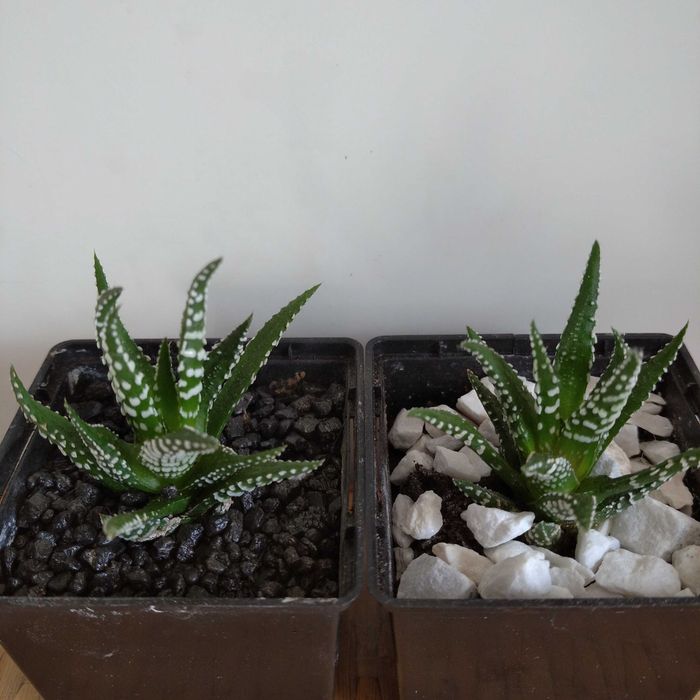 Хавортия жемчужная Haworthia margaritifera