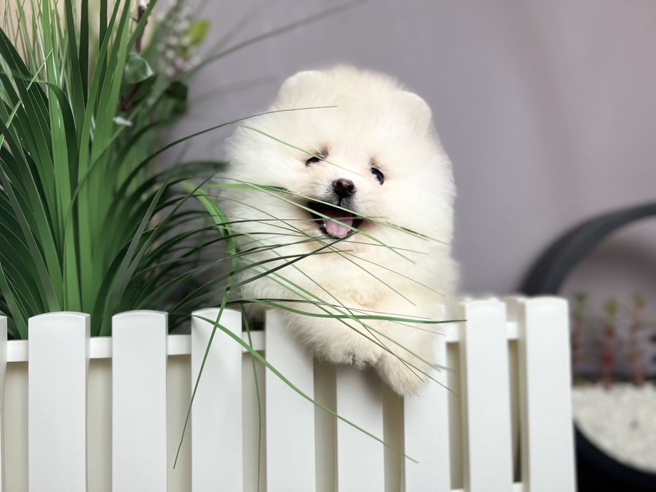 Дівчата помераньського шпиця