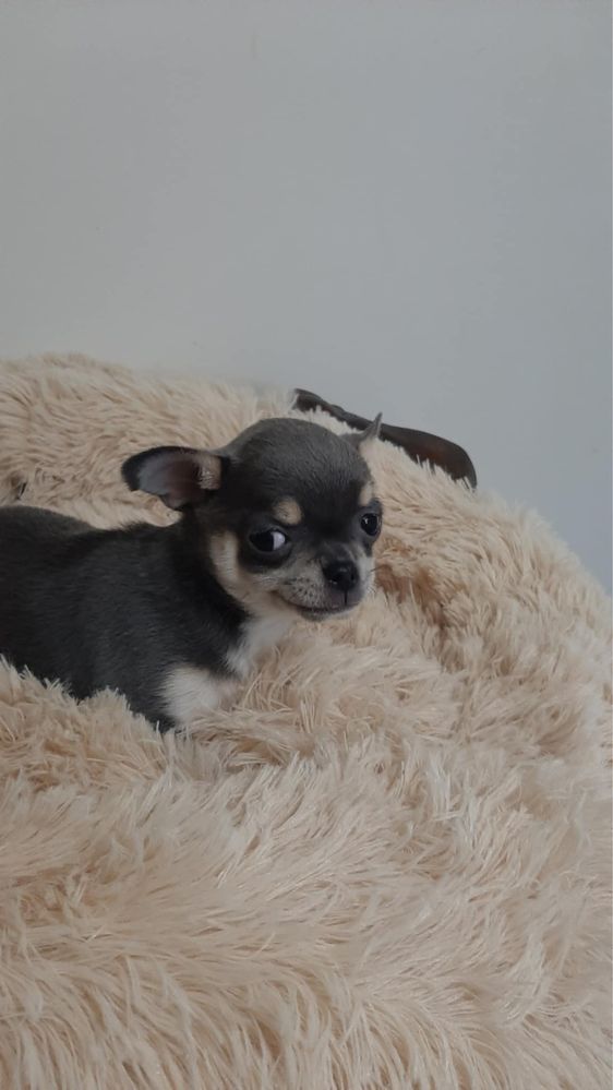 Sprzedam piękna sunie rasy Chihuahua. Niebieska.