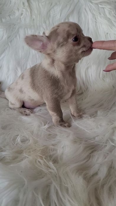 Chihuahua piesek merle