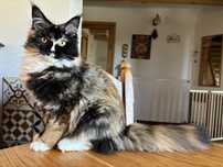 Rumba kotka Maine coon z rodowodem FPL