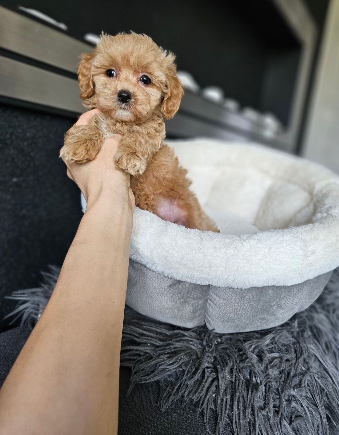 Zjawiskowy Chłopczyk  Maltipoo
