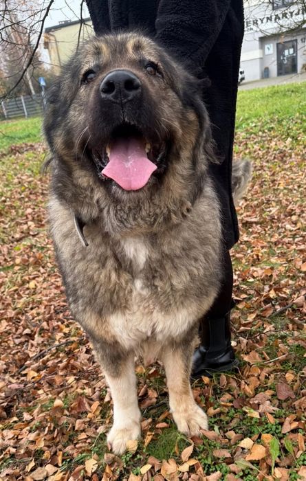 Przepiękna suczka owczarka kaukaskiego szuka domu adopcja