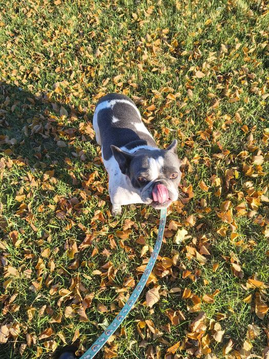 buldog francuski suka dorosła