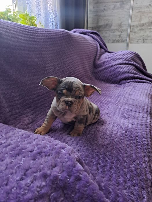 Szczeniak buldog francuski szuczka blue tan