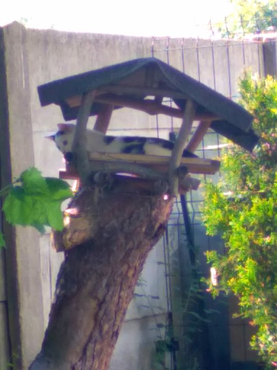 Oddam kocurka w dobre ręce