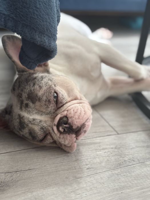 Buldog Francuski suczka