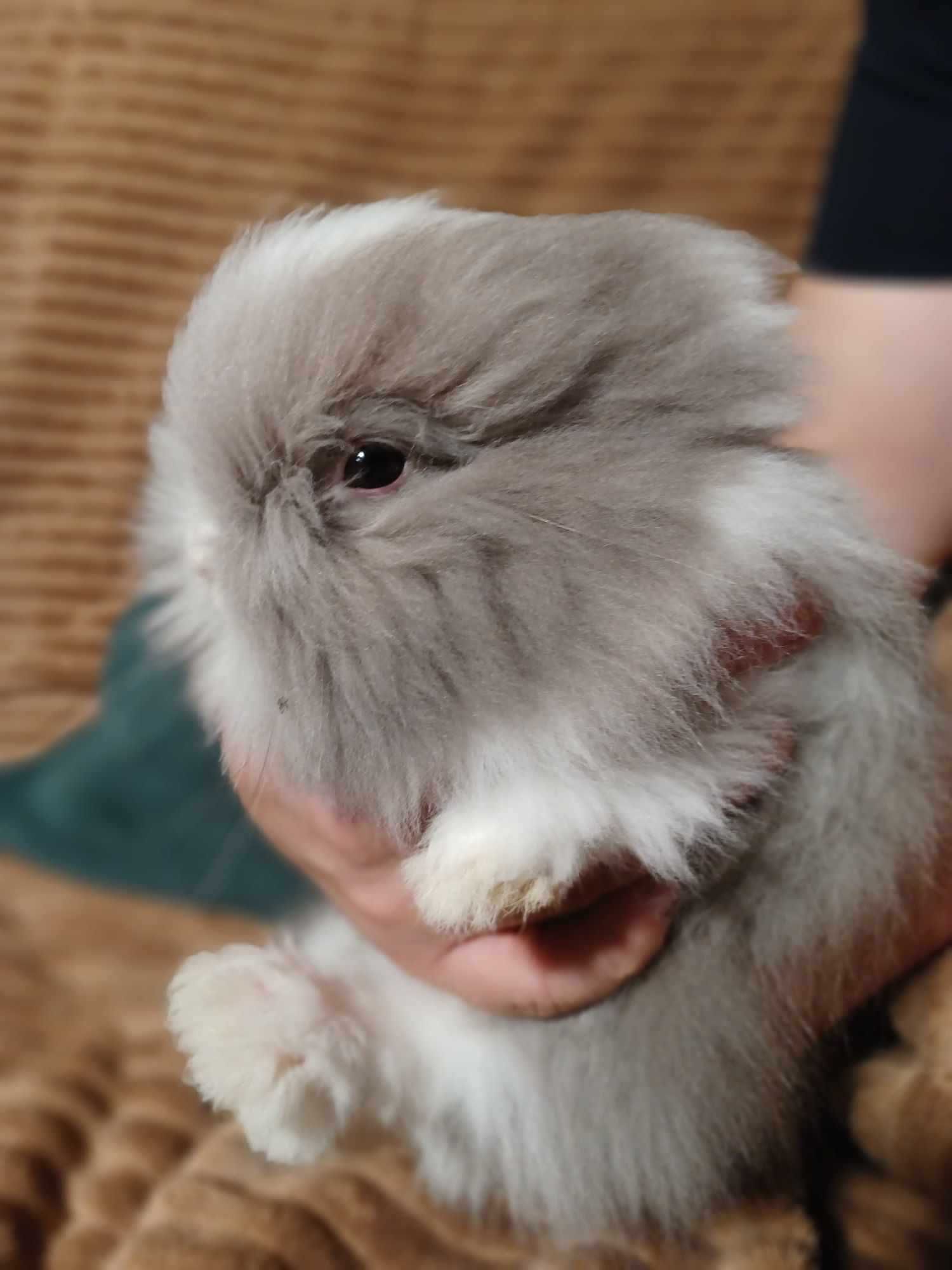 Króliczek Karzełki Teddy z hodowli Polskie -Jabłuszko PL.