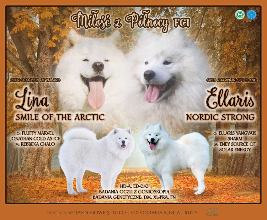 Szczenięta rasy Samoyed