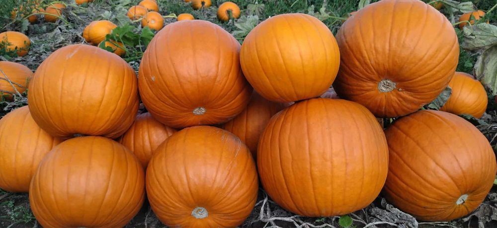 Dynia halloween.